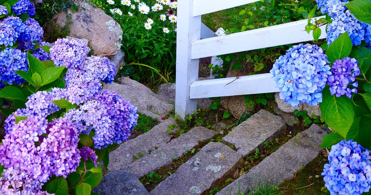 CMS Landscape Timeless Elegance, Decades in the Making, a new project feature from CMS Landscape. This Cape Cod estate features a beautiful landscaping project with gorgeous plants and flowers throughout, and a historic lesson from the founding era of the country.