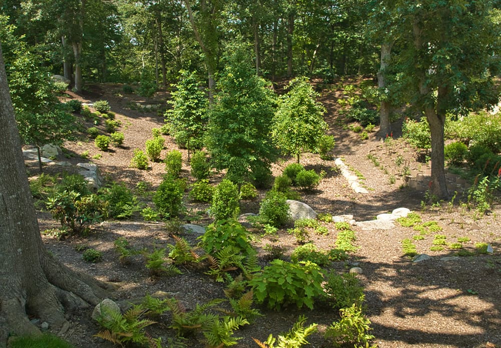 Curated Wildness on Cape Cod, a new project feature from CMS Landscape. This project features two homes with a unique wild landscape design, created by CMS Landscape.