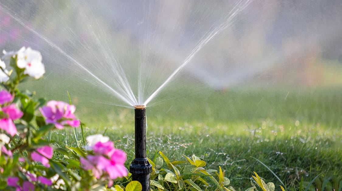 Fall Plant Care After Drought: Why Now Is the Most Important Time to Act, a new blog post from CMS Landscape