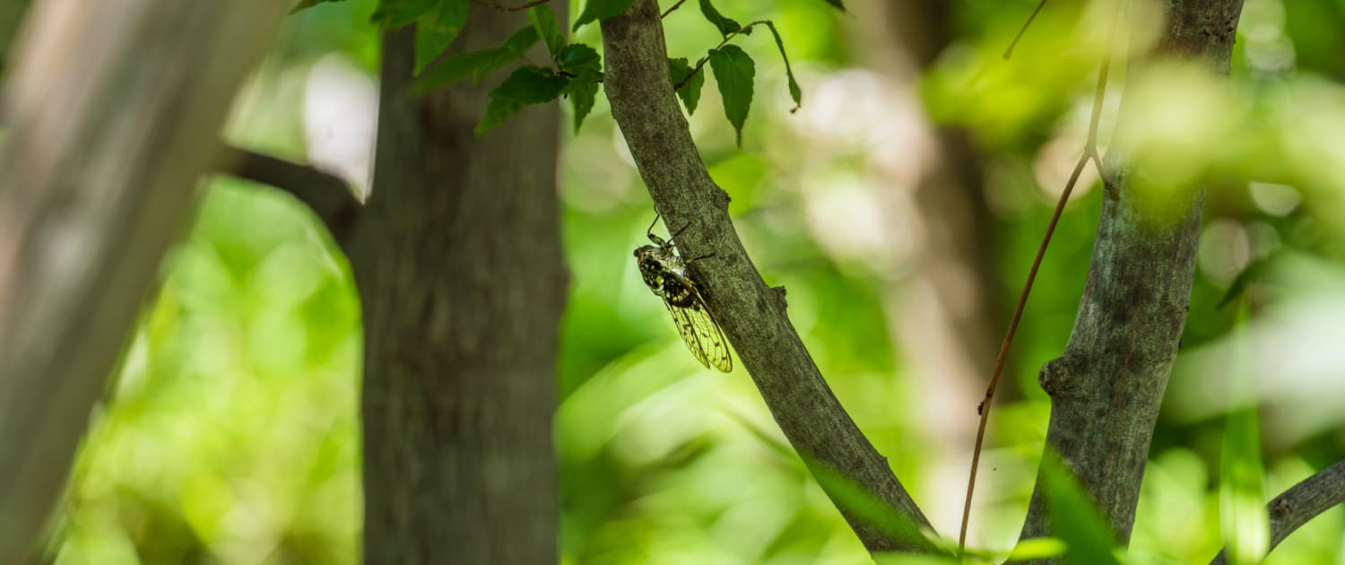 The Cicadas Are Coming to Cape Cod—Here’s How CMS Has You Covered, a new blog post from CMS Landscape.