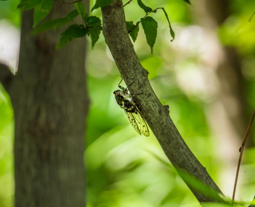 The Cicadas Are Coming to Cape Cod—Here’s How CMS Has You Covered, a new blog post from CMS Landscape.