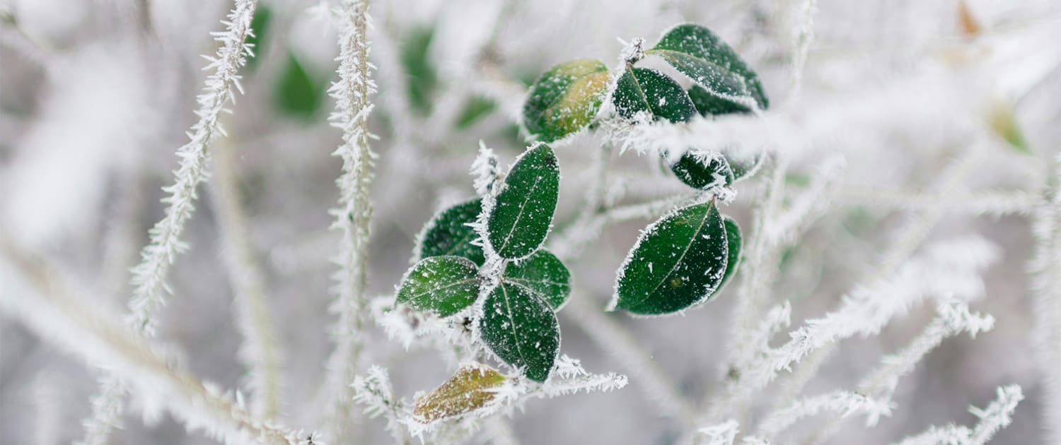 CMS Landscape Essential Pre-Freeze Landscape Updates for Cape Cod Homeowners, a new blog post from CMS Landscape