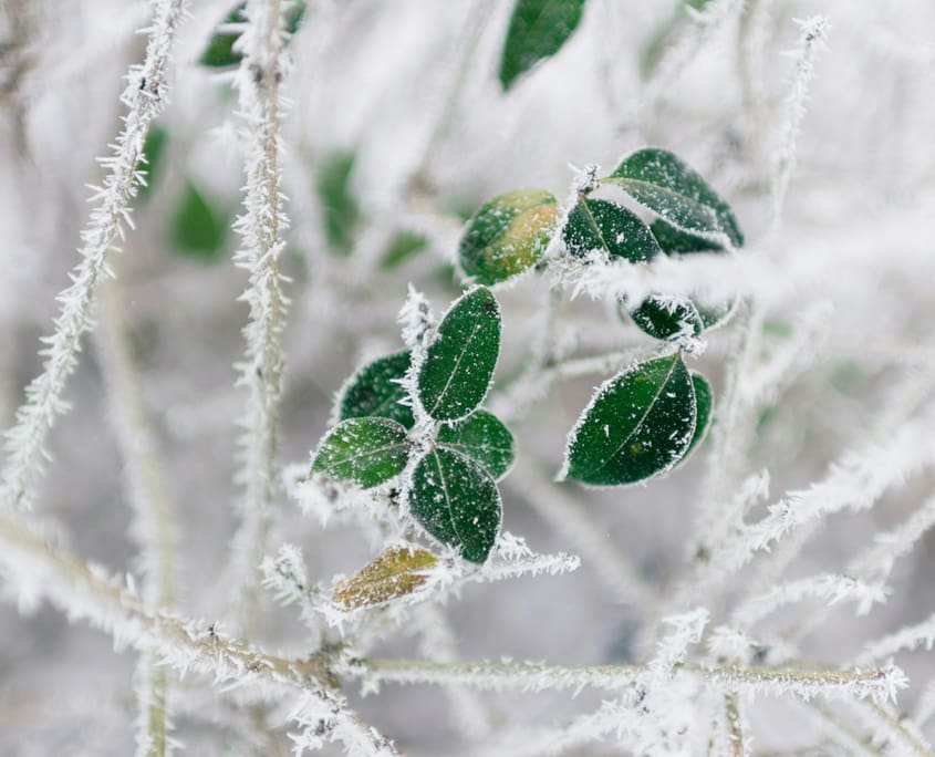 Essential Pre-Freeze Landscape Updates for Cape Cod Homeowners, a new blog post from CMS Landscape