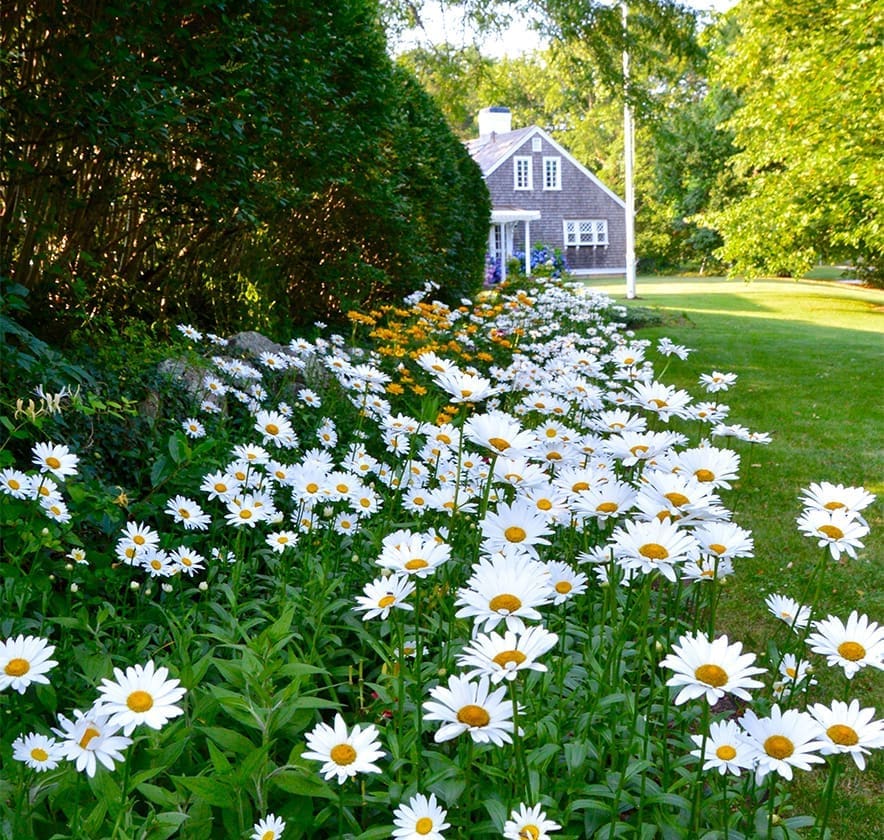 CMS A stunning flower bed with beautiful budding flowers at a home managed by CMS Landscape