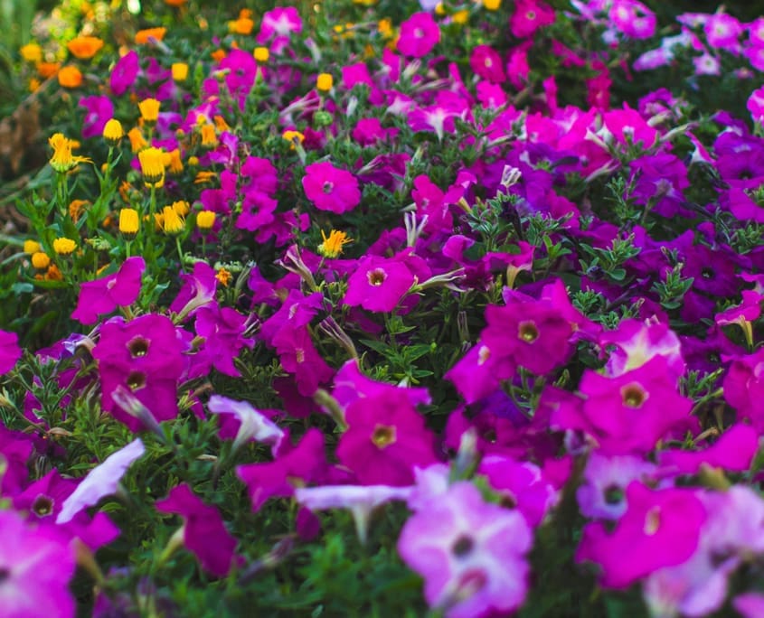 Setting the Garden Up for Summer, a new blog post from CMS LAndscape