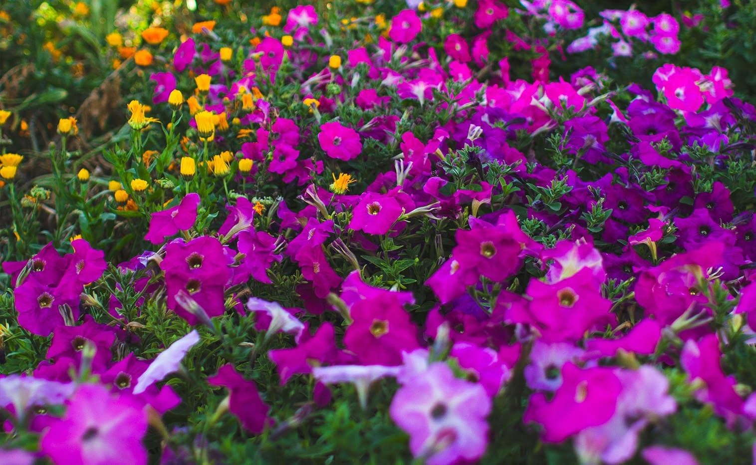 Setting the Garden Up for Summer, a new blog post from CMS LAndscape